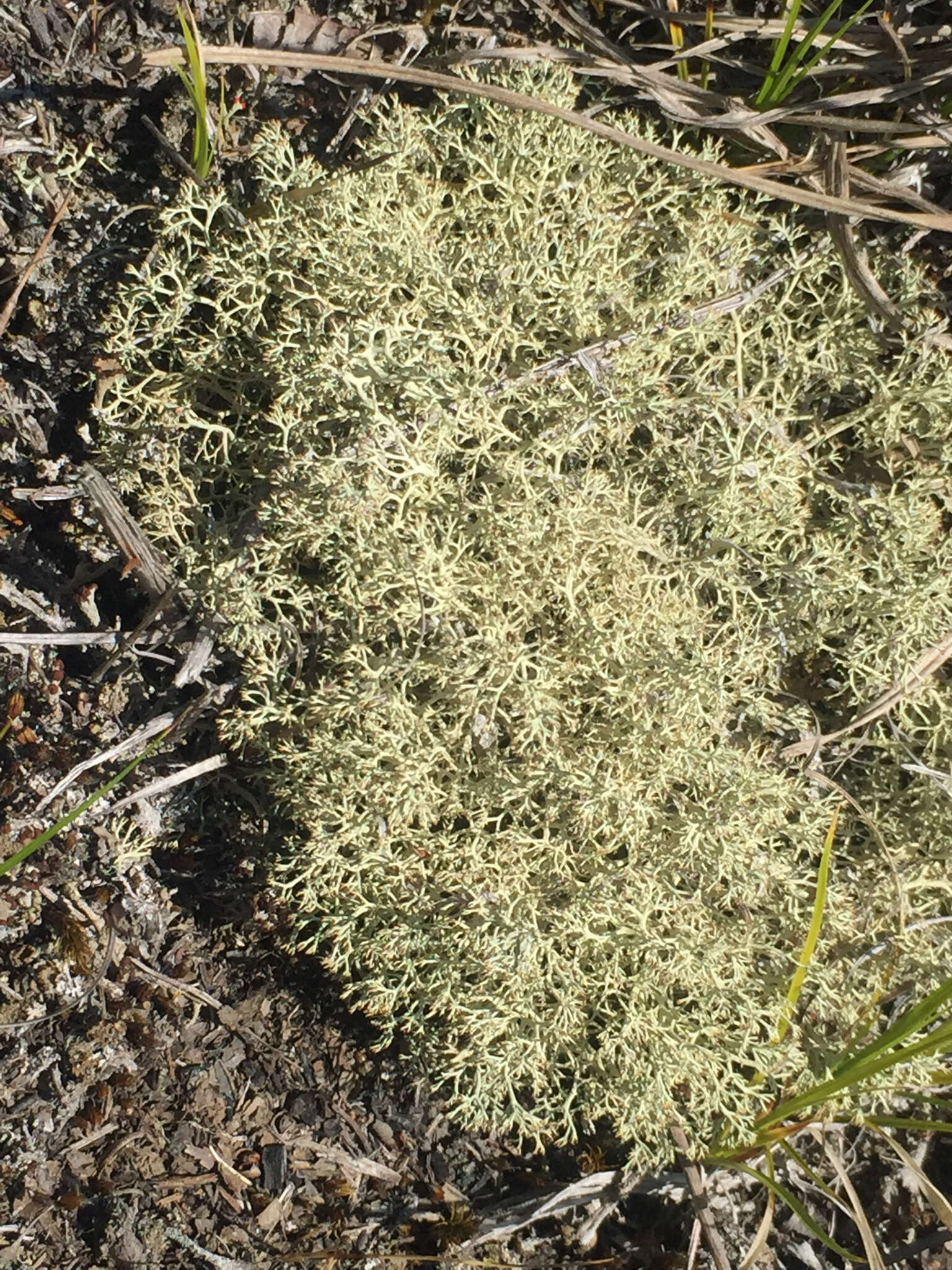 Image of reindeer lichen