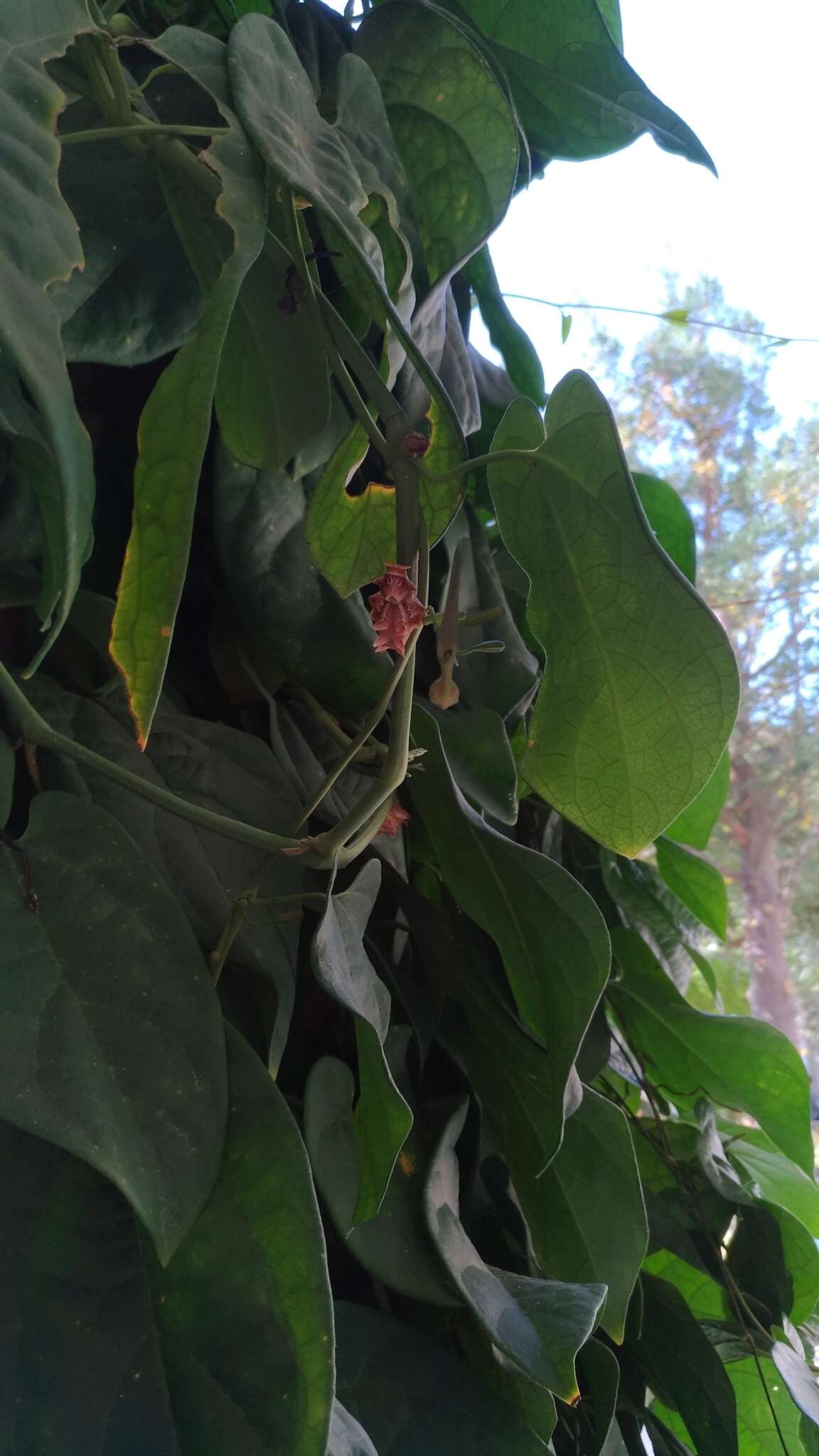 Image of Common Rose Butterfly