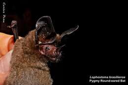 Image of pygmy round-eared bat