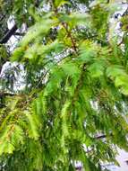 Image of dawn redwood