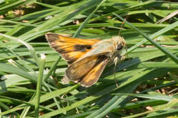 Atalopedes campestris Boisduval 1852 resmi