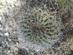 Echinopsis backebergii Werderm. resmi