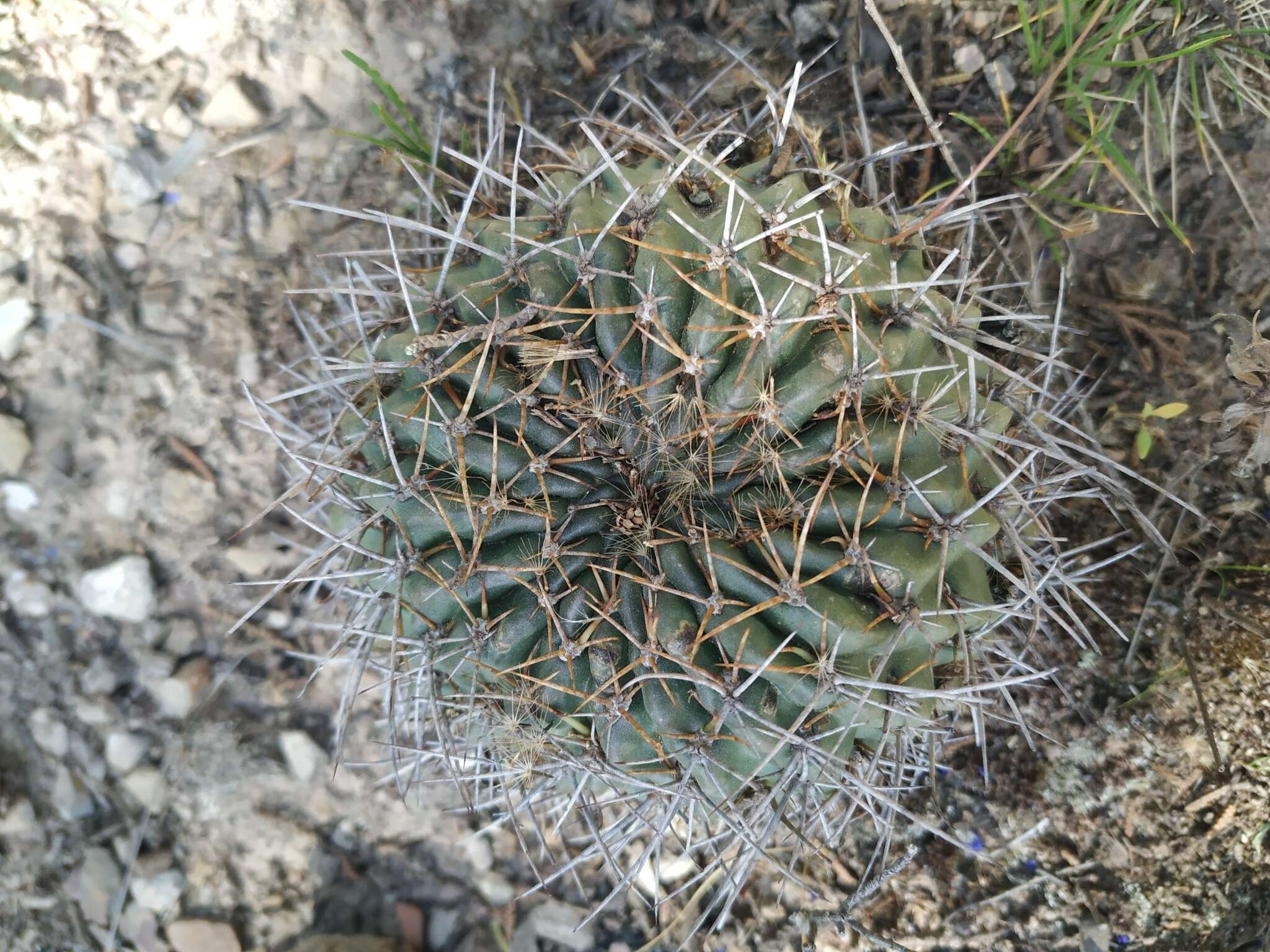 Echinopsis backebergii Werderm. resmi