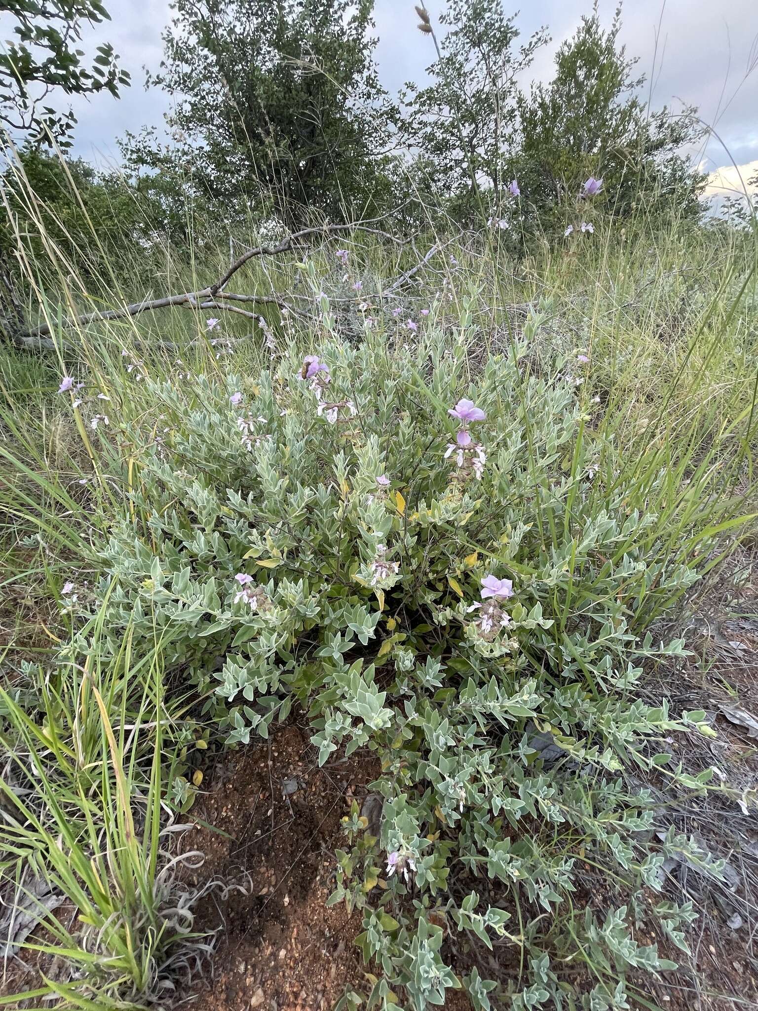 Image of Syncolostemon elliottii (Baker) D. F. Otieno