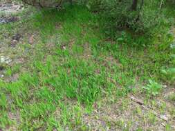 Image of dwarf lake iris