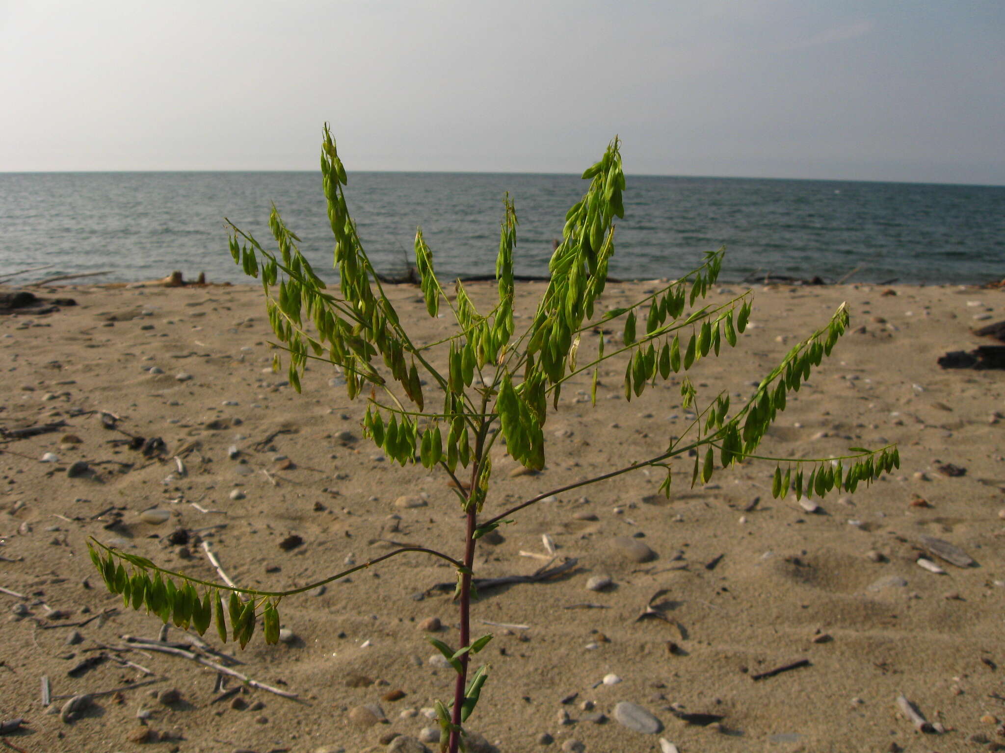 Image of woad