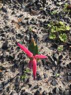 Image of Lachenalia punctata Jacq.