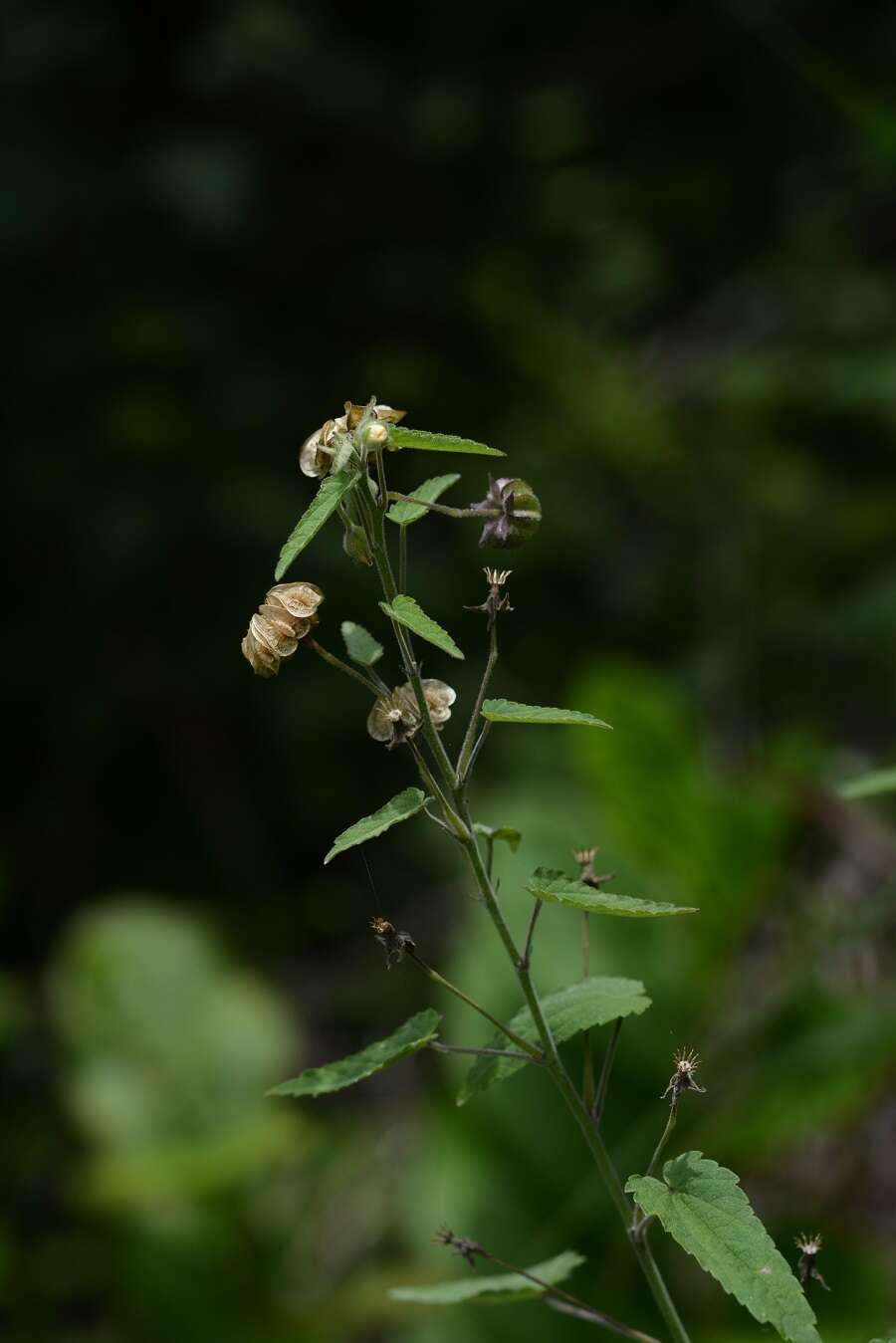 Image of Gaya minutiflora Rose