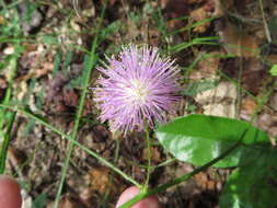 Image of Florida mimosa