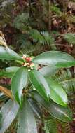 Imagem de Skimmia japonica var. orthoclada (Hayata) T. C. Ho