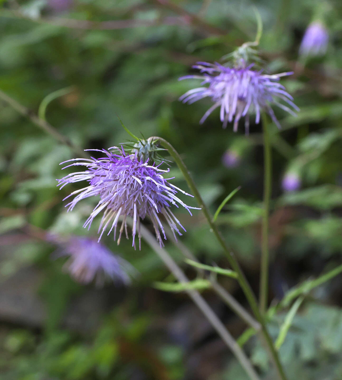 Plancia ëd Cirsium tashiroi Kitam.