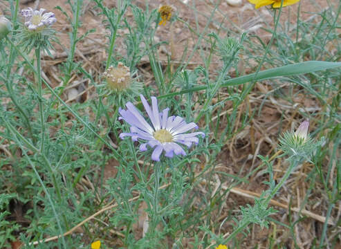 Machaeranthera tanacetifolia (Kunth) Nees resmi