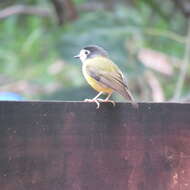 Image of White-faced Robin