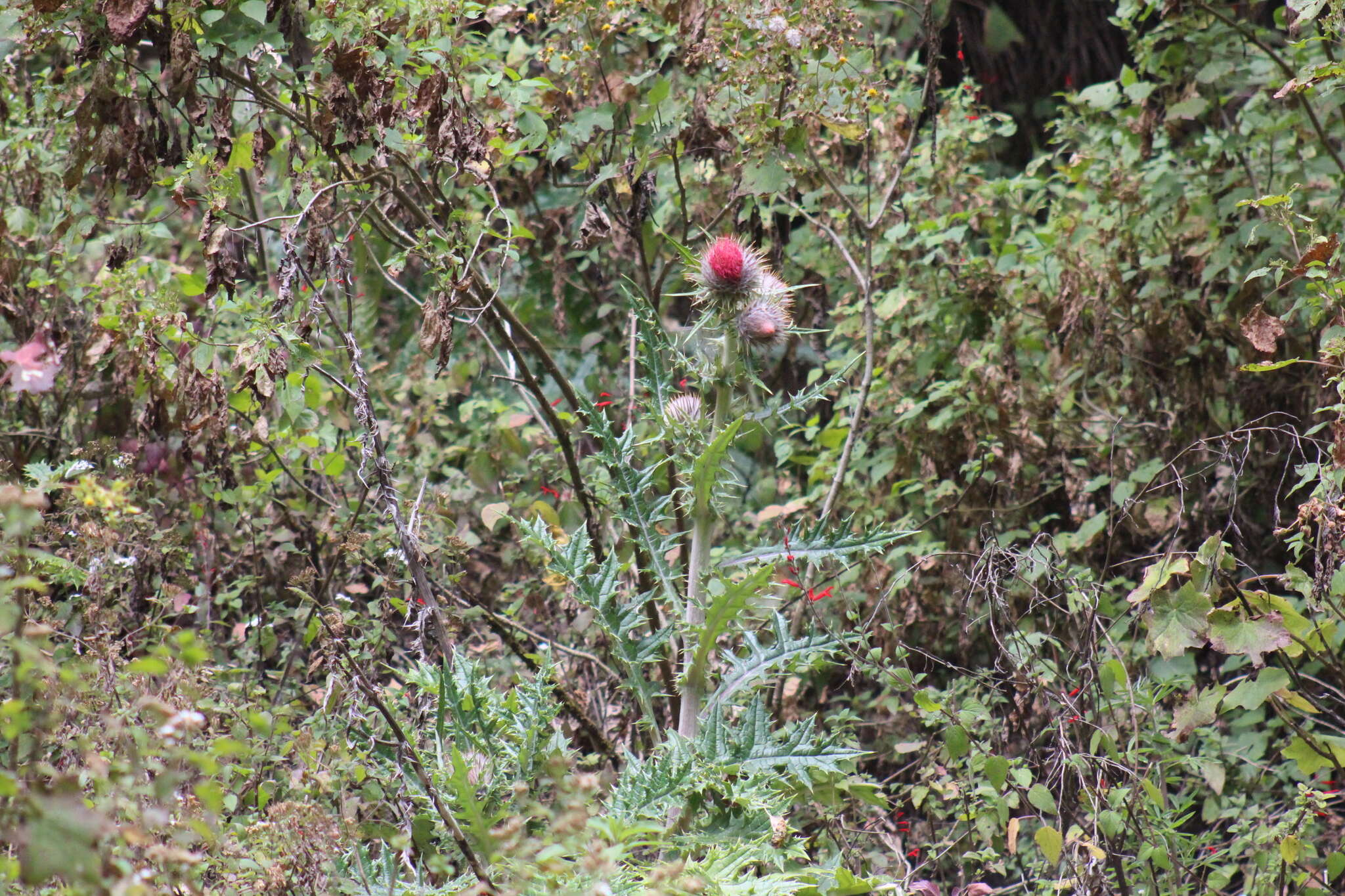 Cirsium ehrenbergii Sch. Bip.的圖片