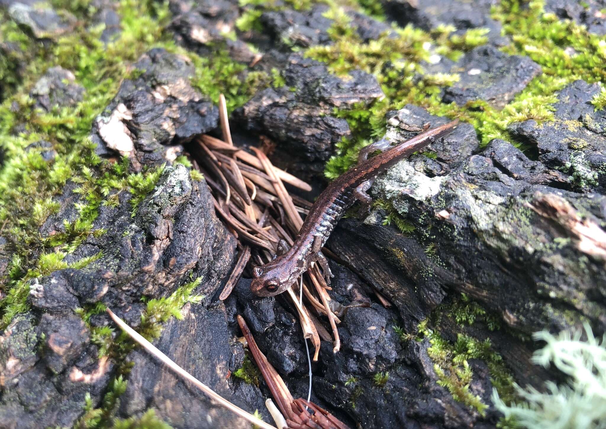 Image of Sacramento Mountain Salamander