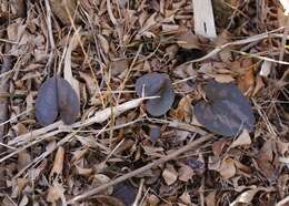 Image of Asarum fauriei var. takaoi (F. Maek.) T. Sugaw.