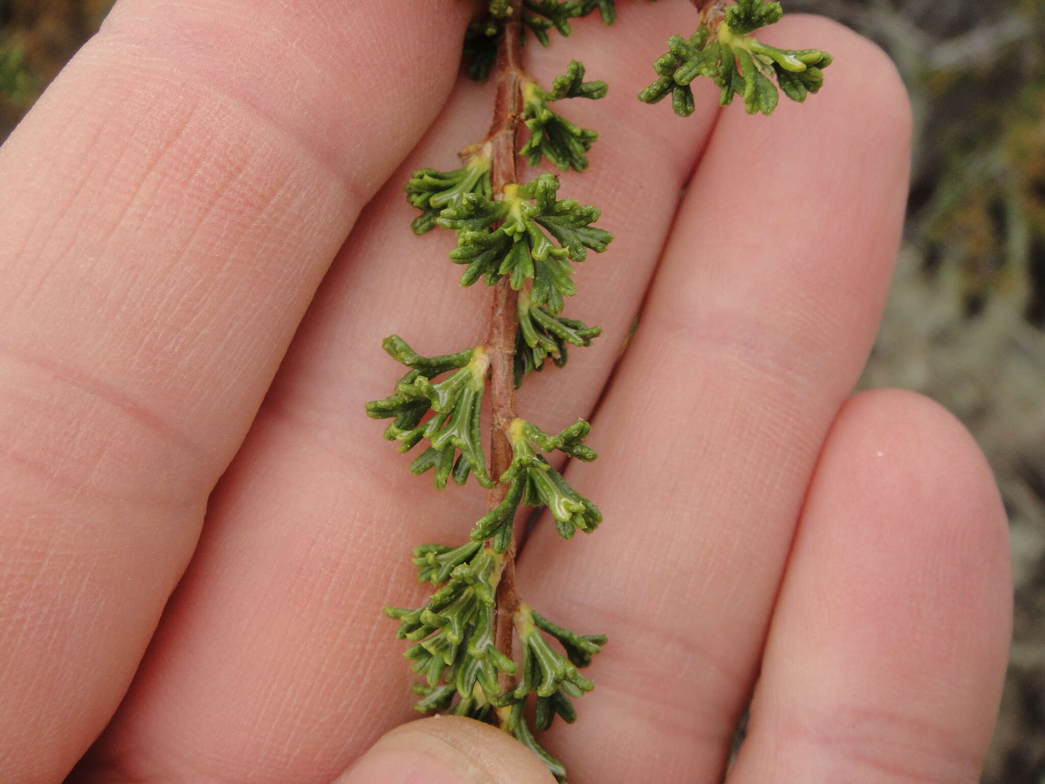 Image of desert bitterbrush