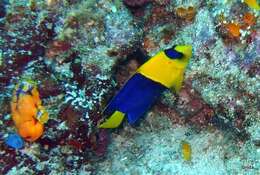 Image of Bicolor Angelfish