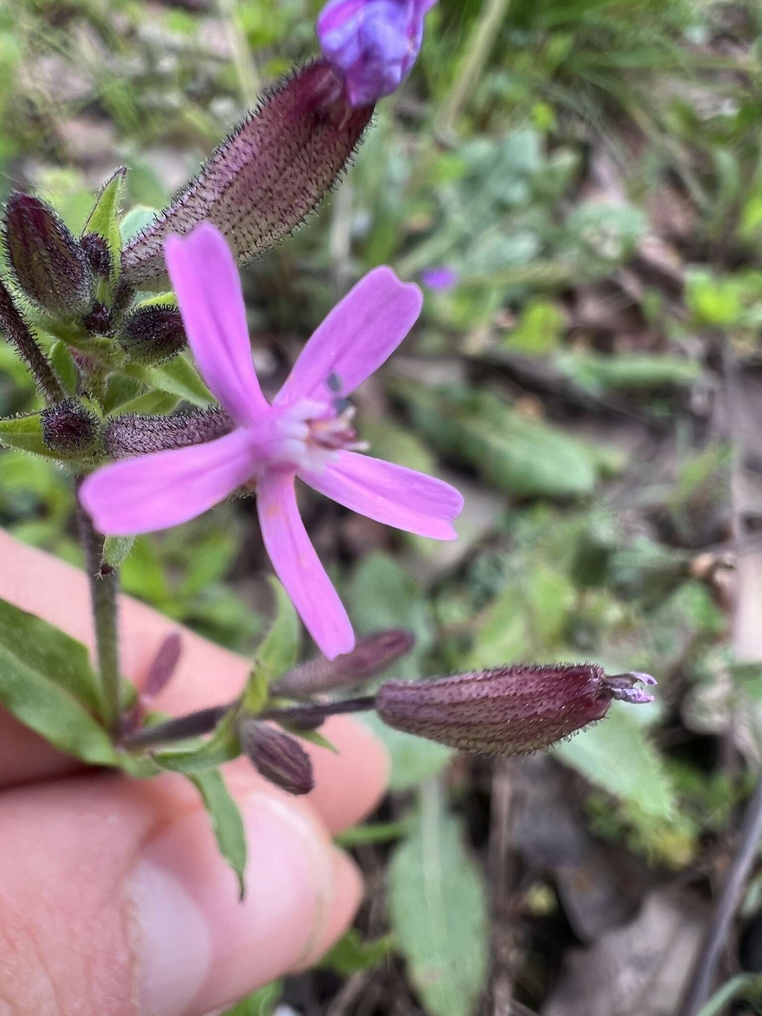 Imagem de Silene fuscata Brot.