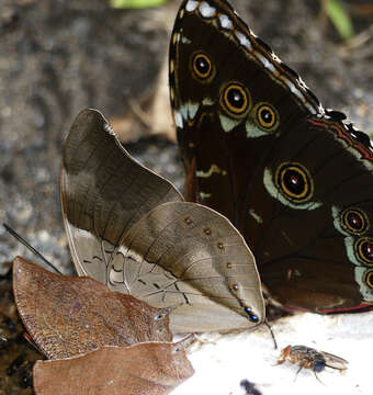 Image of Blue-banded Morpho Butterfly