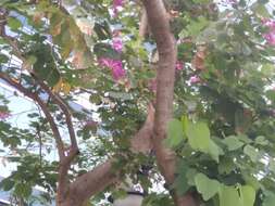 Image of bauhinia