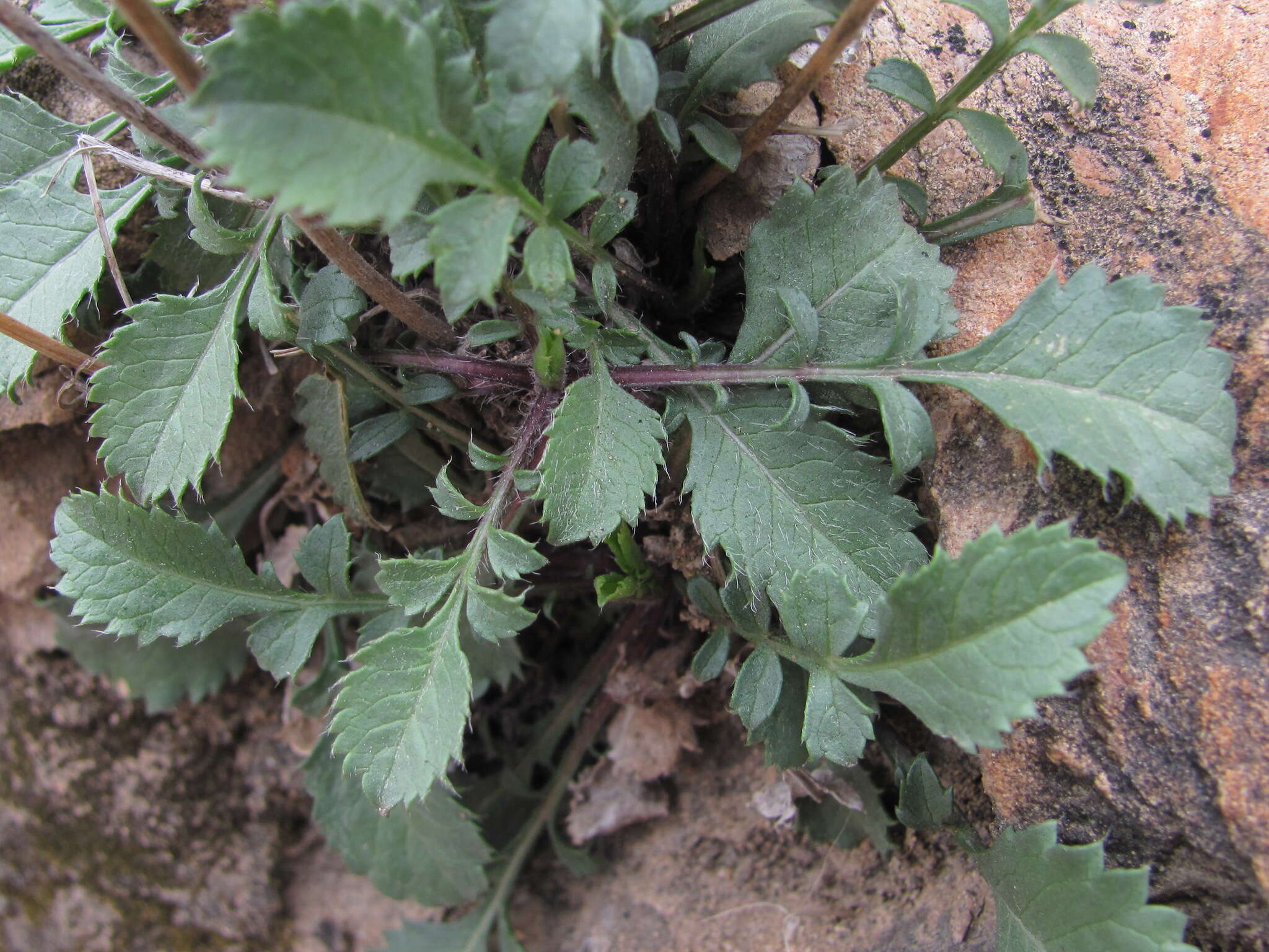 Image of Cephalaria dagestanica Bobrov