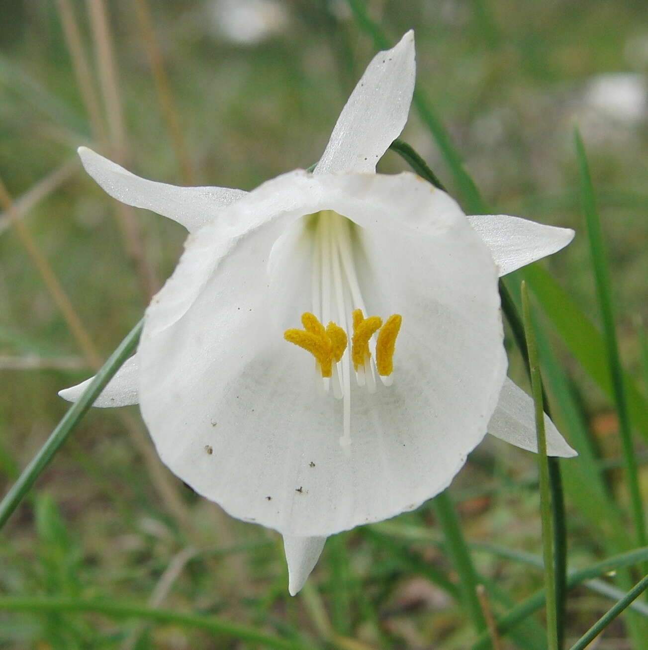Image de Narcissus cantabricus DC.