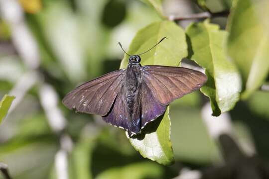 Phocides pigmalion Cramer 1779 resmi