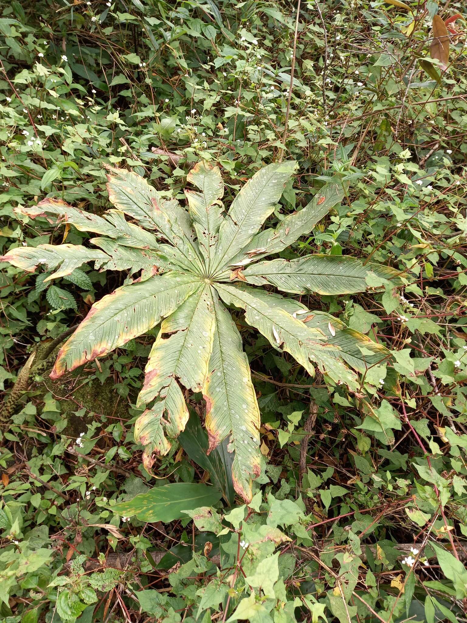 Arisaema taiwanense var. taiwanense的圖片