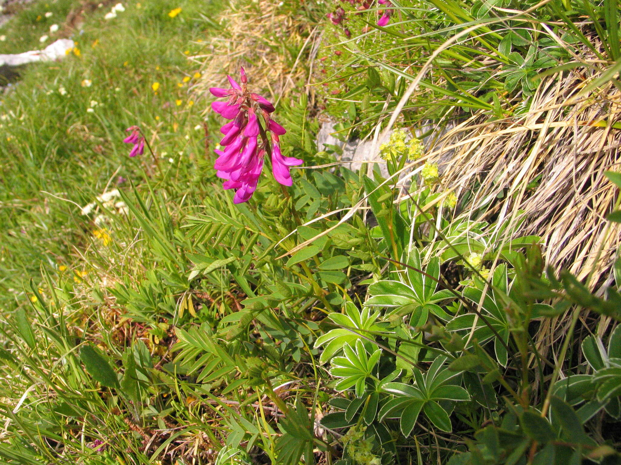 Plancia ëd Hedysarum hedysaroides (L.) Schinz & Thell.