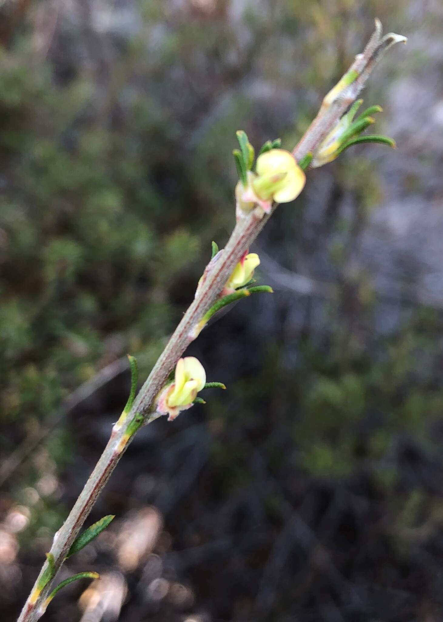 Image of Phyllota pleurandroides F. Muell.