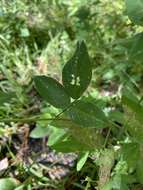 Image of perplexed ticktrefoil