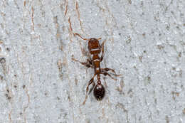 Image de Podomyrma elongata Forel 1895