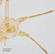 Image of Pleotrichophorus stroudi (Knowlton 1948)