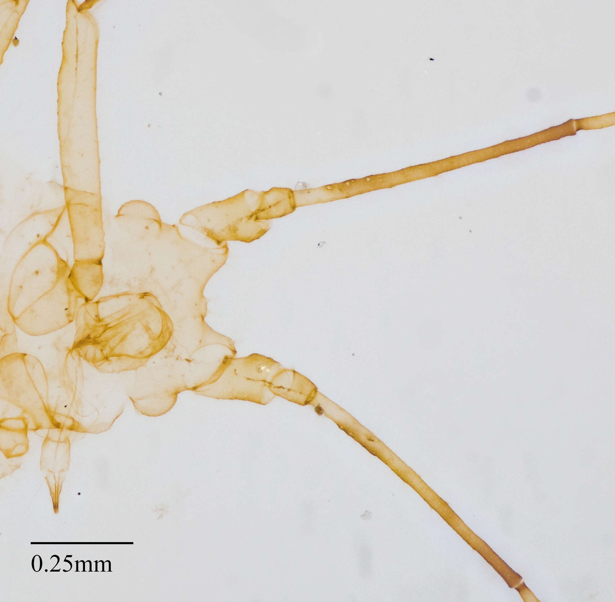 Image of Pleotrichophorus stroudi (Knowlton 1948)