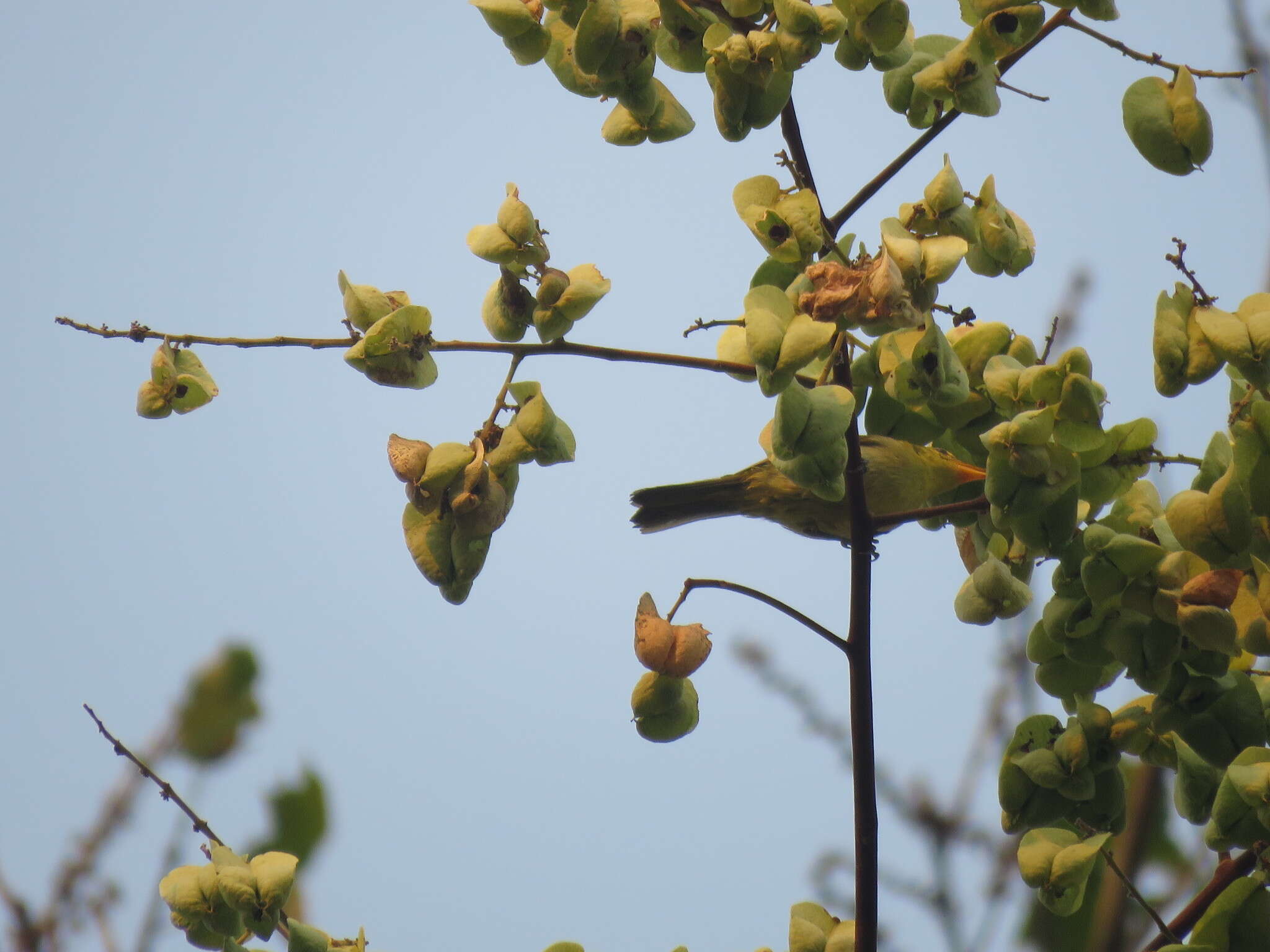 Image of Guira Tanager