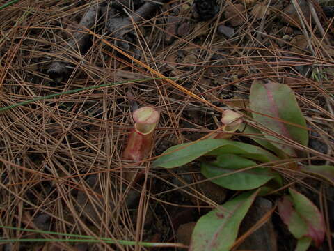 Image of Nepenthes smilesii Hemsl.