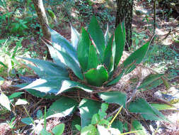 Image of Agave obscura Schiede ex Schltdl.