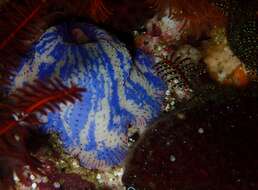 Image of Knobbly anemone