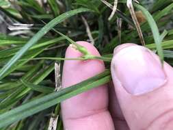 Image of James' sedge