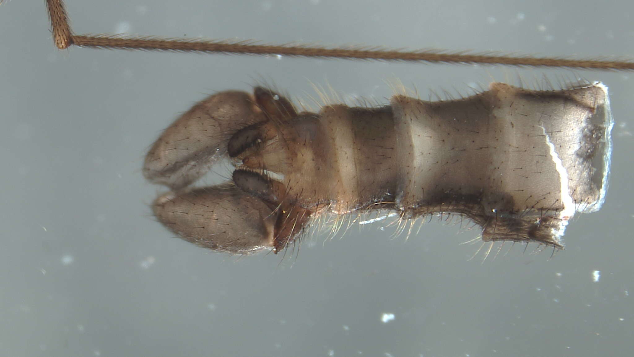 Image of Dicranomyia (Dicranomyia) stygipennis Alexander 1919