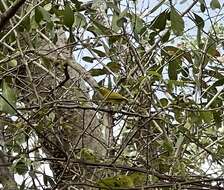 Image of Southern Yellow White-eye