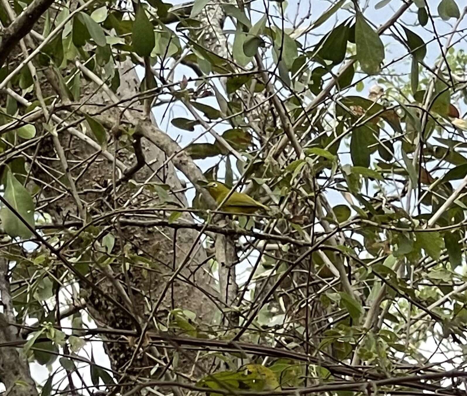 Image of Southern Yellow White-eye