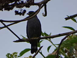 Image of Crested Cotingas