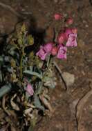 Image of Panamint beardtongue