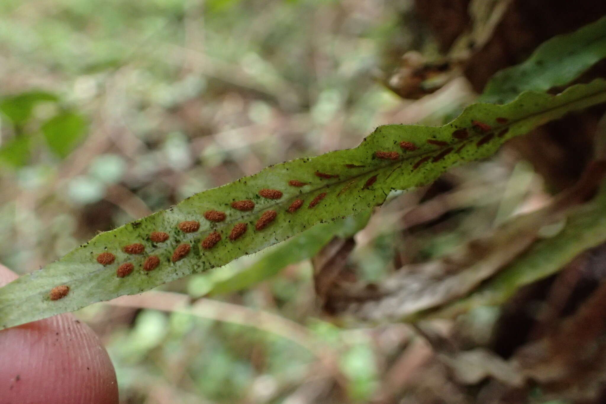 Notogrammitis pseudociliata (Parris) Parris的圖片