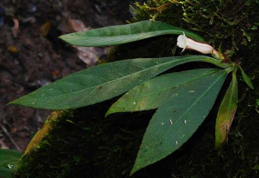 Sivun Paradrymonia ciliosa (Mart.) Wiehler kuva