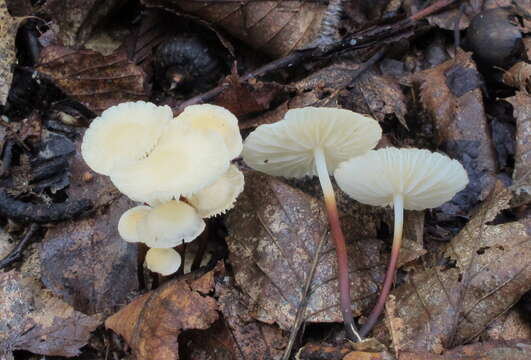 Imagem de Marasmius delectans Morgan 1905