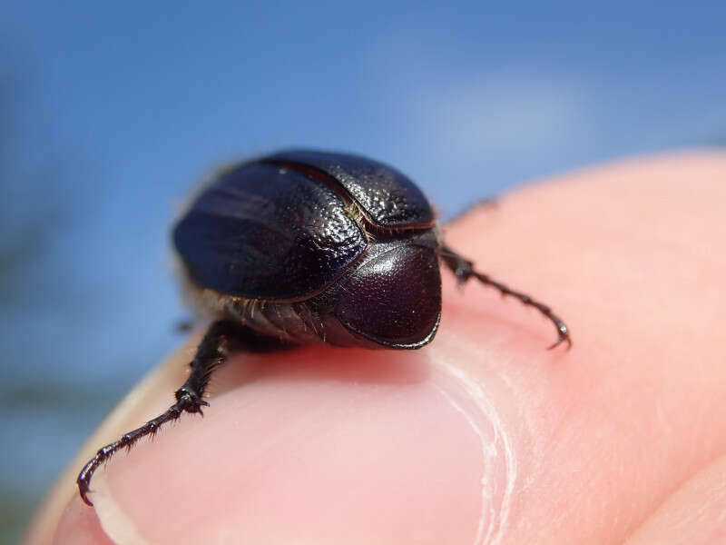 Sivun Amphimallon atrum (Herbst 1790) kuva