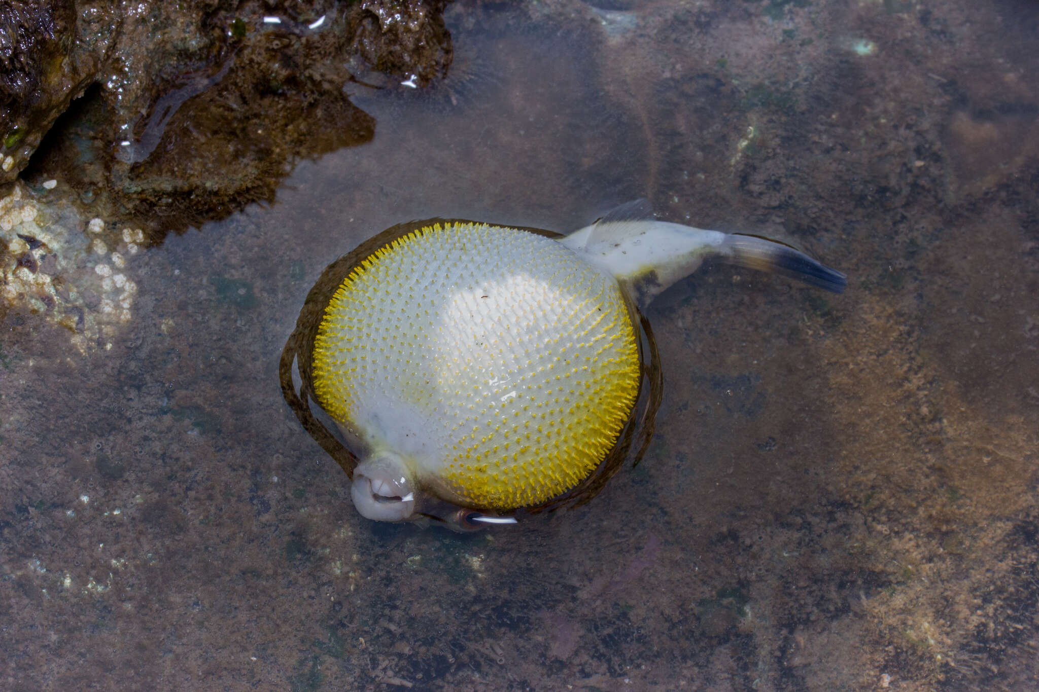 Image of Gangetic pufferfish